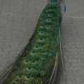 DSC00942